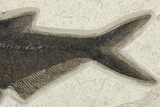 Fossil Fish (Diplomystus) - Top Quality Specimen #222873-2